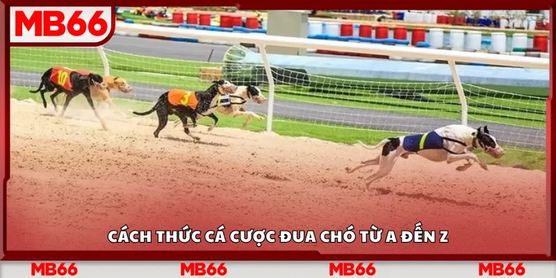 Cách thức cá cược đua chó từ A đến Z