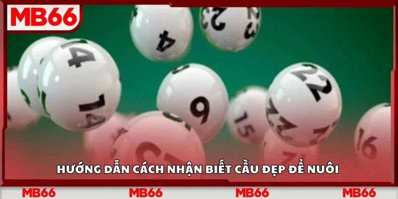 Hướng dẫn cách nhận biết cầu đẹp để nuôi